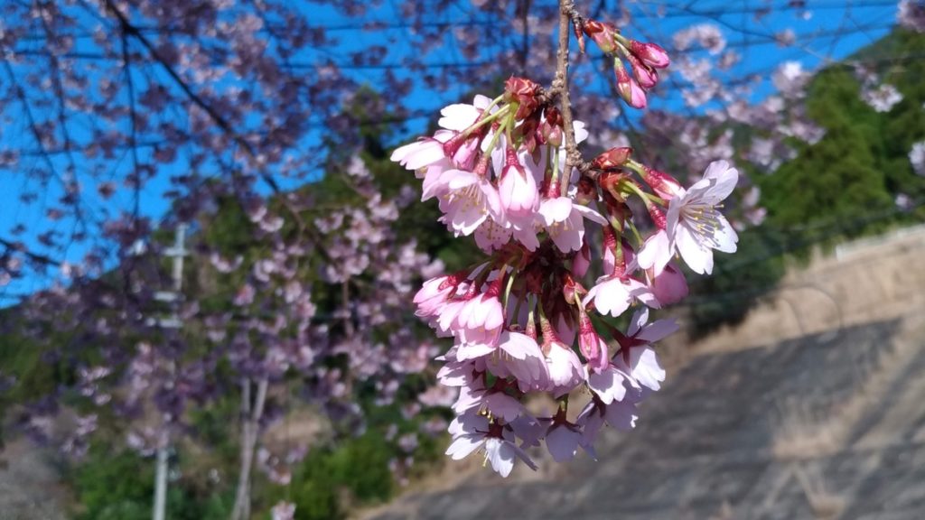 BD64BEF6-BB55-47CF-B152-A7C05767EC59_1_105_c-1024x576 クマノザクラ